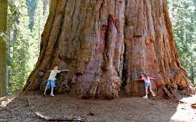 In greek mythology, hyperion is one of the twelve titans, children of earth and sky. The Tallest Tree In The World Sarah Beekmans Bali