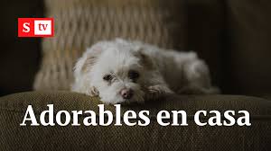 We did not find results for: Sabe Cual Es La Edad De Su Perro Le Ensenamos A Calcularla Correctamente