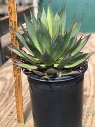 Image result for Agave attenuata