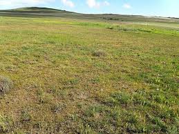 Image result for Hebenstretia dentata