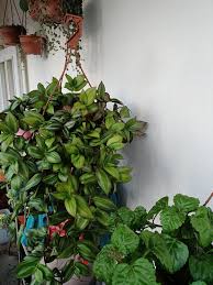 Image result for Aneilema zebrinum