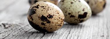 coturnix quail why eat quail eggs