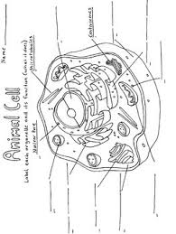 Biologycorner | biologycorner provides fesources for biology and anatomy students and teachers. Animal Cell Coloring Worksheet Teachers Pay Teachers