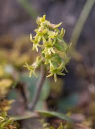 Image result for Holothrix villosa