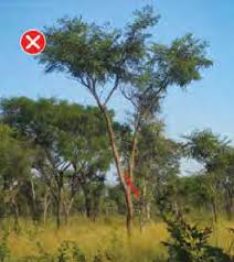 Image result for Commiphora angolensis