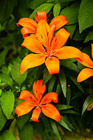 Maybe you would like to learn more about one of these? France Lily Flower Stockphoto