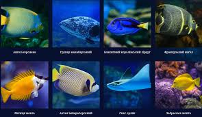 ' 'oceanarium lviv'' приготував вікторину, що подарує можливість. U Lvovi Vidkriyut Okeanarium Cini Lviv Vgorode Ua
