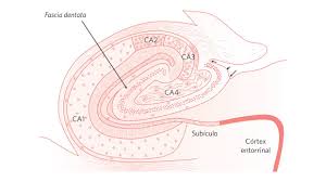 Neuropatologia cirúrgica não neoplásica – (5ª edição – 2019) | Sociedade  Brasileira de Patologia