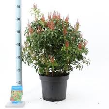 Image result for Pieris japonský bonfire obrázek