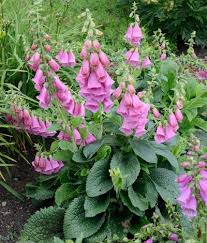 P Flowers Of Unusually Bright Pink Come Back For Years P Foxglove Perennials Plants