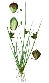 Image result for Schoenoplectiella