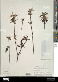 Image result for Dicliptera sp. C