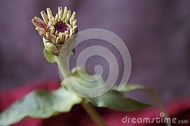 Zinnia Flower Bud And Cyclam Flower Of A Zinnia Zinnia Elegans Zinnia Flowers Zinnias Flower Bud