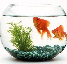 Informasi toko aksesoris & aquarium. Inilah 10 Aksesori Akuarium Ikan Hias Yang Bisa Mempercantik Akuarium Kamu Di Rumah