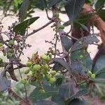 Image result for Searsia pyroides