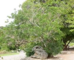 Image result for Calpurnia aurea