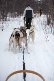 Le domaine skiable du schnepfenried s'étage de 1028 à 1254 m. Chien De Traineaux Schnepfenried Sceance De Vaccin 2008 Chien Traineau Vous Aimez Le Contact Avec Les Animaux Vous Revez De Partir A L Aventure Cill Pee