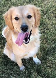 Reserves the right to reject any application. Sooner Golden Retriever Rescue Okc Pet Adopt