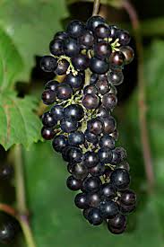 Image result for Vitaceae