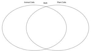 You can edit this venn diagram using creately diagramming tool and include in your reportpres. Plant Cell Vs Animal Cell Venn Diagram Worksheets Teaching Resources Tpt