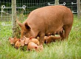 11 Duroc Pigs Ideas Pig Farm Animals Raising Pigs