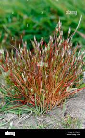 Image result for Juncus bufonius