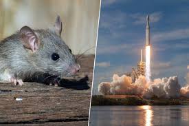 Nicole dobrikov nacktbilder Diese Bilder zeigen sie meist