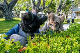 Akey阿克- #FursuitEveryday 世界歐告日快樂!⚫🐕 犬鴻:這個花花可以吃嗎? 貓鯊阿克:可以,很甜的0ω0 ⚫🐕:  薛勝鴻#世界黑狗日#Dog #TaiwanDog #台灣犬|