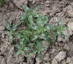 Image result for Rhynchosia heterophylla