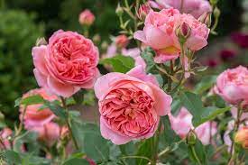 We did not find results for: Most Fragrant English Roses