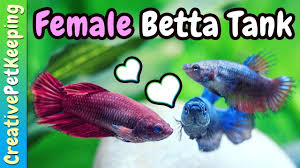 All The Single Ladies Bettasorority And Fry Update Fish Fan Friday Vlog Betta Betta Tank Single Women