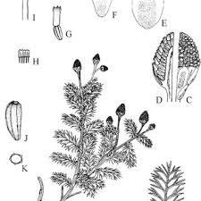 Image result for Arthraxon lancifolius