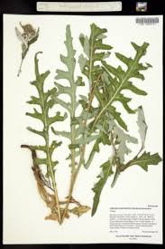 Image result for Cirsium  buchwaldii