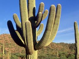 Does the issue happen when no mods are installed? Ask Dr Universe How Do Cacti Survive In Such Hot And Dry Environments The Spokesman Review