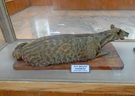 Jeevoka 6 Charismatic Extinct Indian Animals In The Last 300 Years Due To Anthropogenic Reasons