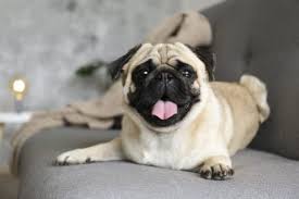 Check spelling or type a new query. Great Small Breed Dogs For Families Hillcrest Animal Hospital Bartlett Vets