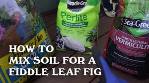 This good drainage and nutrients enriched potting mix is highly recommended for the fiddle leaf fig plant. How To Mix Soil For A Fiddle Leaf Fig Youtube
