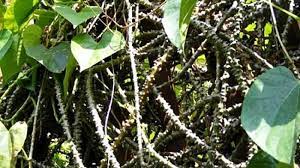 Check spelling or type a new query. Inilah Sejumlah Manfaat Akar Dan Daun Tanaman Brotowali Untuk Kesehatan Kita Halaman 2 Tribun Jabar