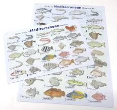 Mediterranean Fish Id Card Waterproof Double Sided Card