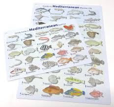 Mediterranean Fish Id Card Waterproof Double Sided Card