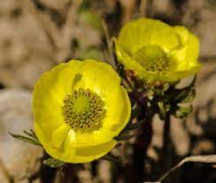 Yellow evening primrose(4) oenothera spp. Yellow Orange Flowers Rocky Mountain National Park U S National Park Service