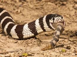 Black And White Striped Snake Texas Kingsnake Eating A Rattlesnake California King Snake Snake Poisonous Snakes