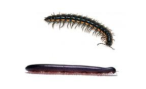 Both insects are known for coming out at night or in damp wet areas during the day. Differences Between Centipedes And Millipedes Online Science Notes