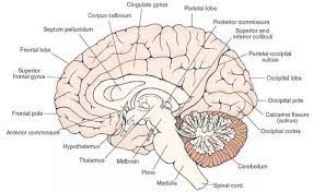Maybe you would like to learn more about one of these? Psychology Today Battle Of The Sexes Nervous System Parts Gross Anatomy Brain Parts