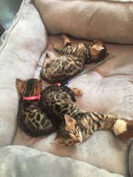 For a bengal cat to be kind and affectionate, he must have been socialized and cuddled from an early age. 8 Best Bengal Kittens For Sale Craigslist Wallpaper Bengal Kitten Bengal Kittens For Sale Bengal Cat