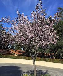 These ornamental trees produce rounded dark purple fruits about the size of a cherry tomato are produced in late summer which attract wildlife like squirrels and. Purple Leaf Flowering Plum Santa Barbara Beautiful