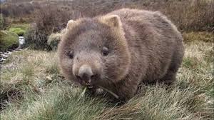 Image result for Common wombat