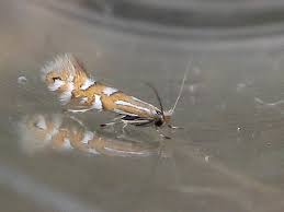 Image result for Phyllonorycter leucographellus