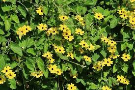 Image result for Thunbergia reticulata