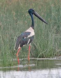Maybe you would like to learn more about one of these? Stork